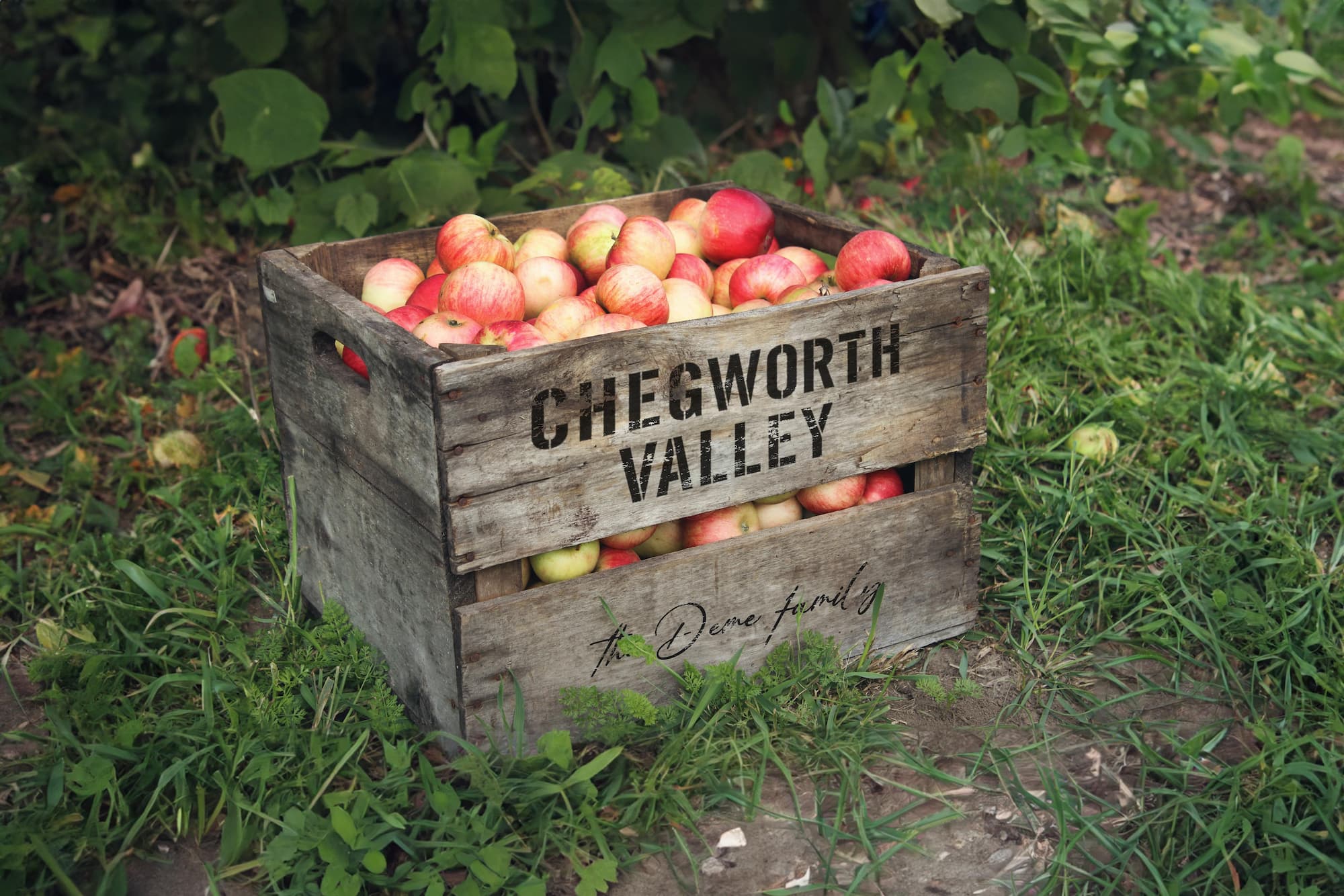 Chegworth Valley branded wooden apple crate filled with fresh English apples in orchard setting.