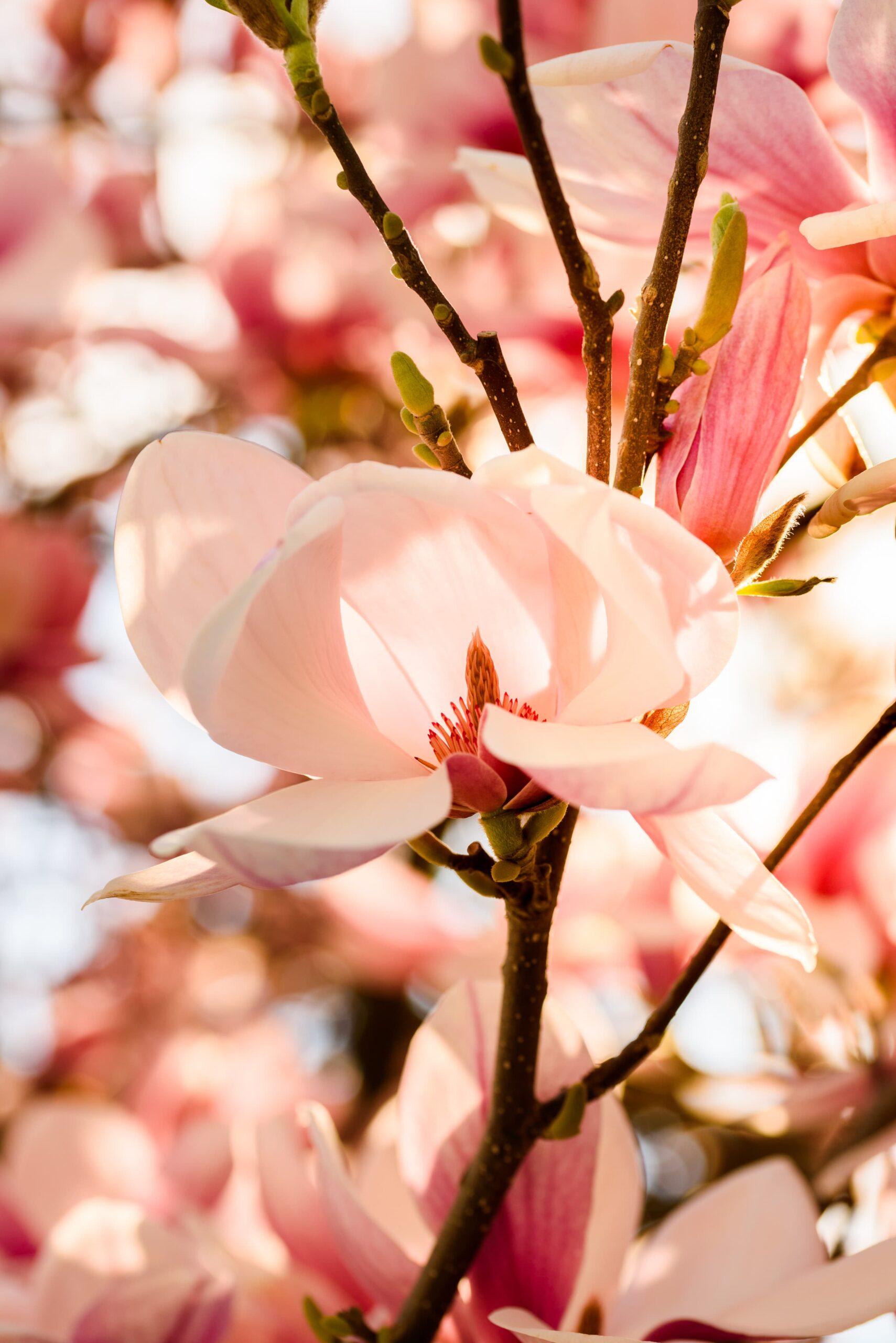 Soft floral brand asset created for Nurstead Court showcasing elegant visual branding and nature inspired design for a luxury hospitality website